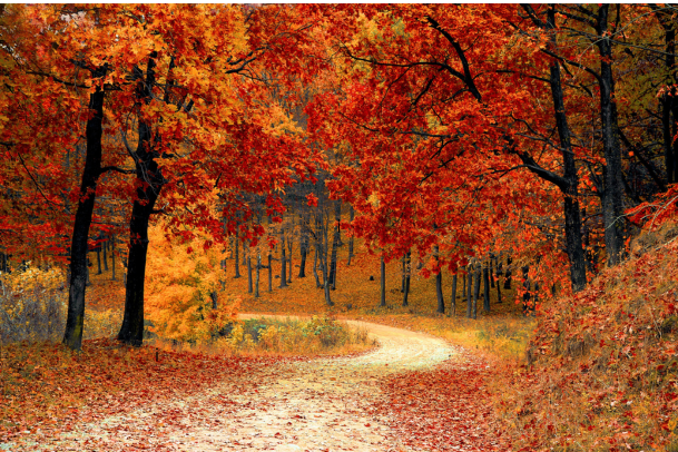 Fall Collections